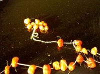 Habanero peppers on a string